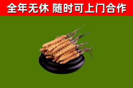 鸡冠区回收冬虫夏草
