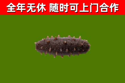 鸡冠区回收海参干